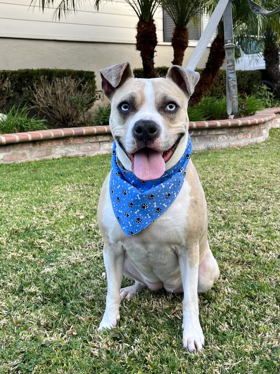 Reversible cotton dog bandana